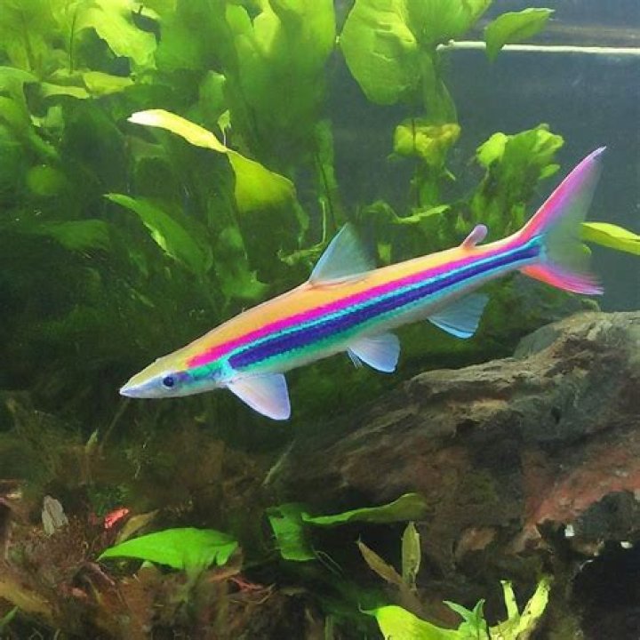 A MAGICAL RED SHARK FIN
