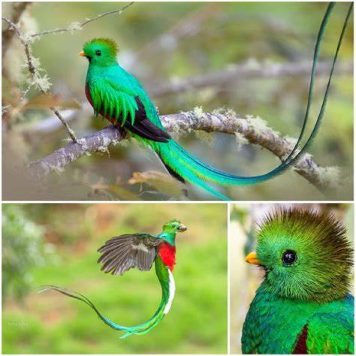 A Quetzal with stuff on its back