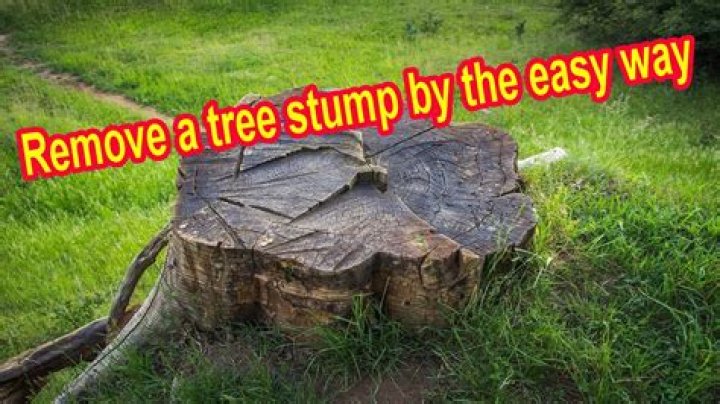 Are there any benefits to leaving trees, stumps, or shrubs on my land?