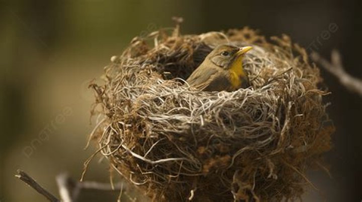 bird nest
