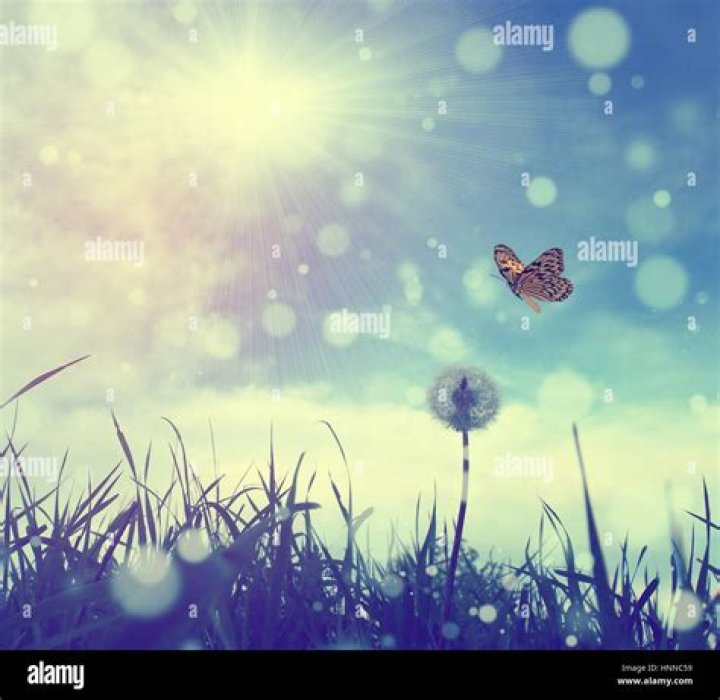 Butterfly and Dandelion