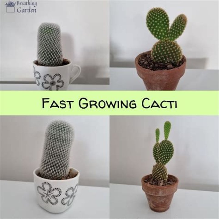 Cactus grows faster with more chunks rendered?