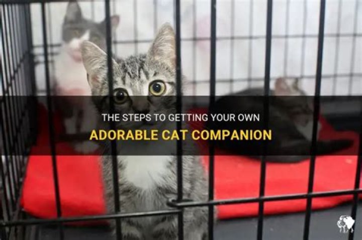Can I get a cat?