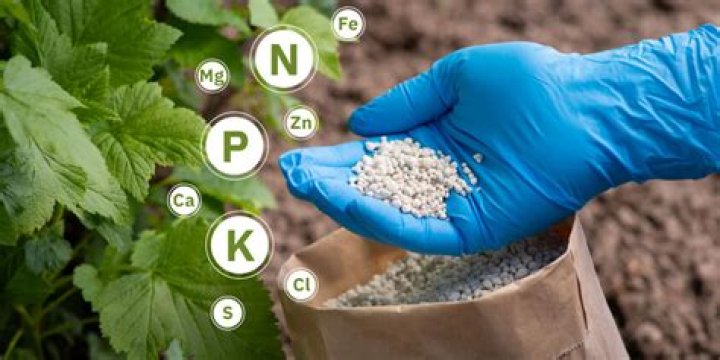 Can I place fertilizer on planted seeds?