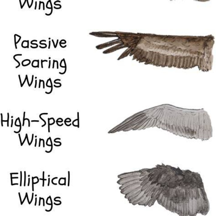 Can you use high tier wings with other wings in the social slot?