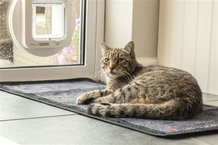 cat head door with wool eyes