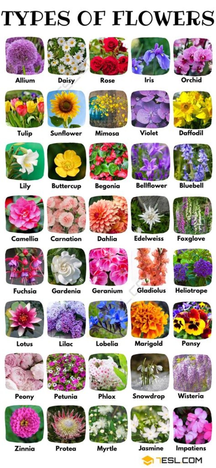 chart of the flower genotype / phenotype combinations