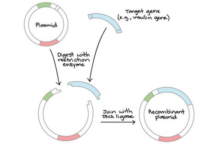 Difference between plasmids and gene tonics?