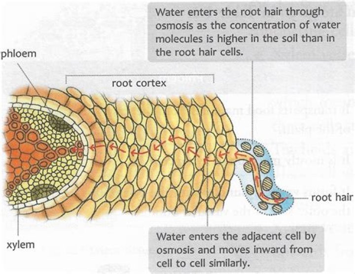 Do Ash Blocks absorb water, or is that just me? Or is it because of the Underworld?
