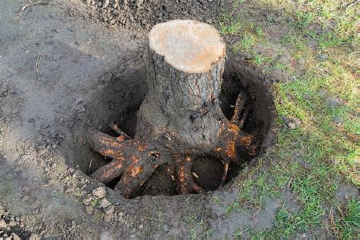 Do tree stumps do anything if you don't cut them down?