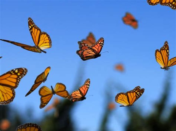 Does it matter what kind of monarch I am?