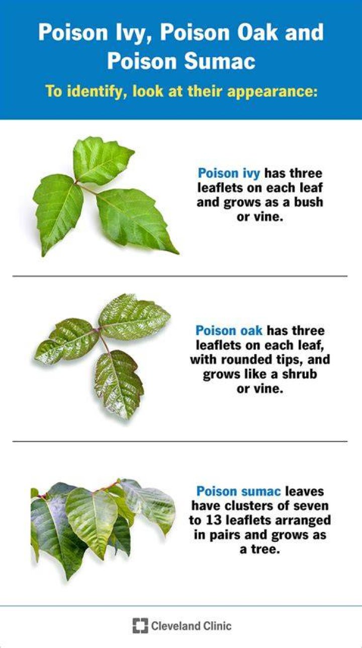 Does poison go away over time or do I have to cure it?