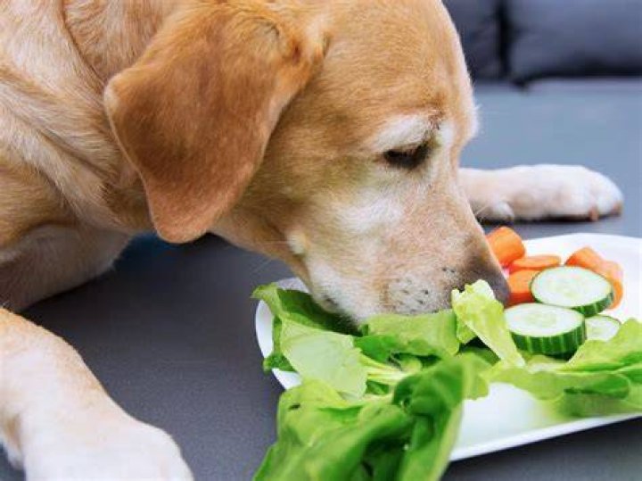 Dog Salad RNG Debunk