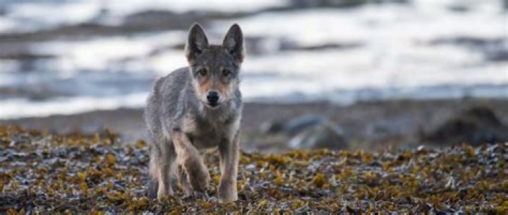 Example of the pack