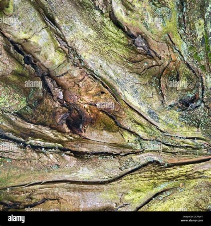 Example of tree remnant