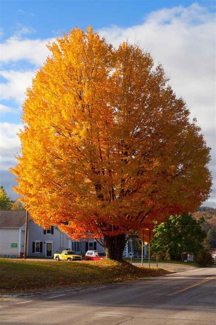 full trees grow