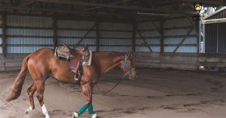 Horse broke the lead