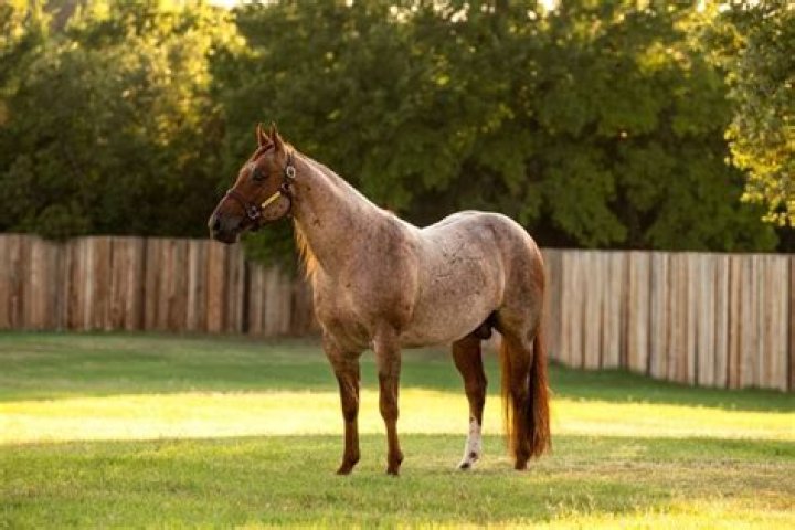 horse with gentle temperament