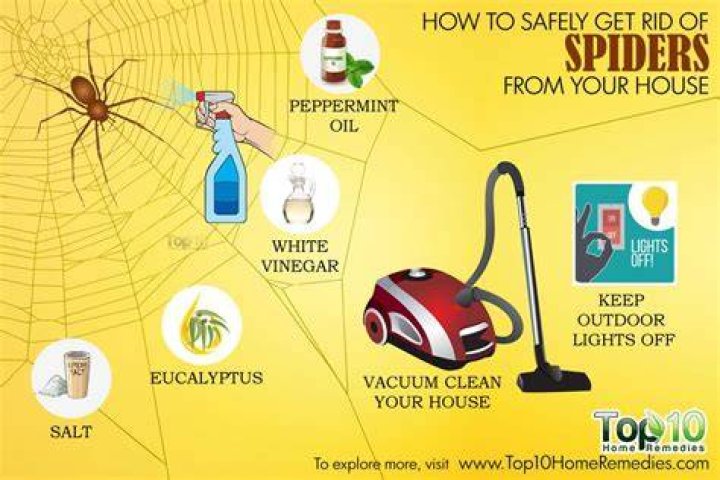 How can I get rid of spiders webs?