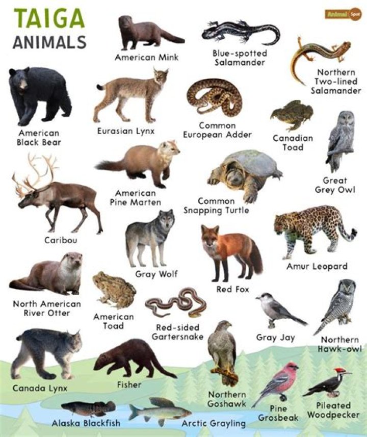 How can I identify a Taiga Biome so I can find a wolf?
