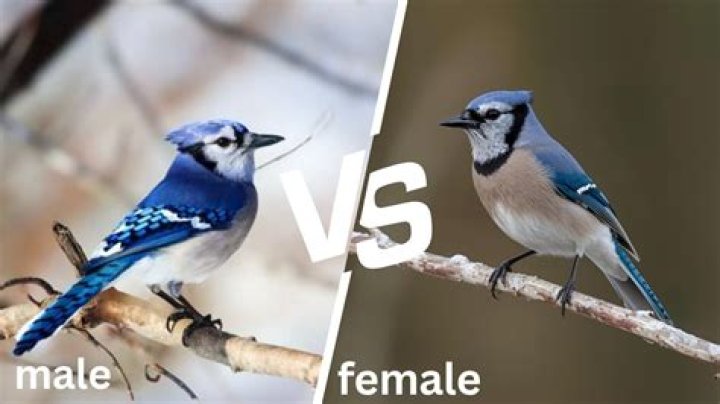 How can I tell the differences between male and female villagers? [closed]