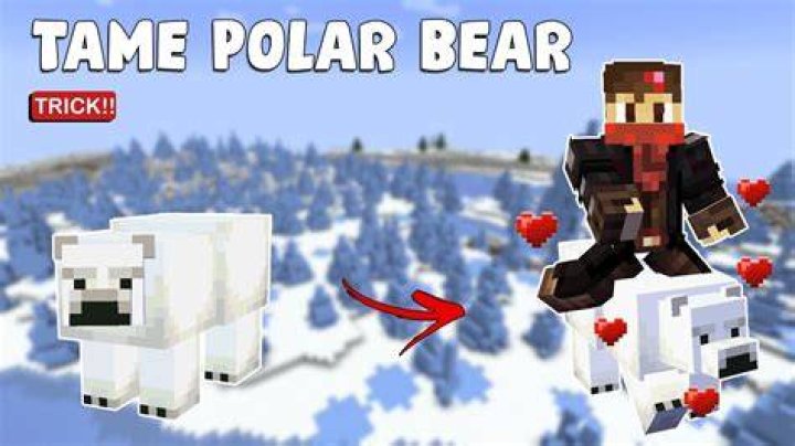How do I breed a polar bear in Minecraft? [duplicate]