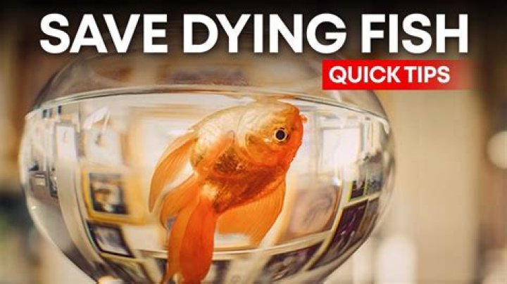How do I keep my fish from dying?