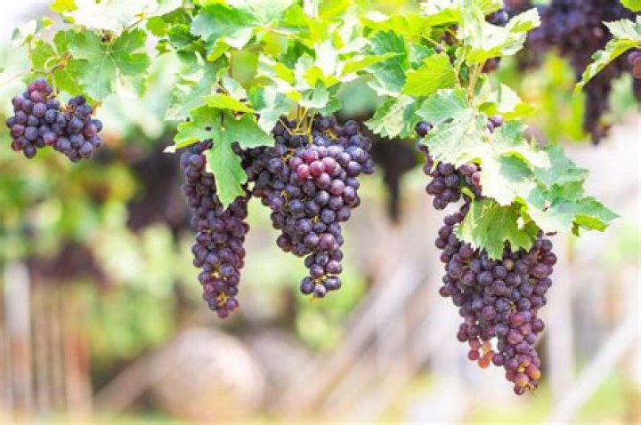 How do I kill the boss of Grape Garden?
