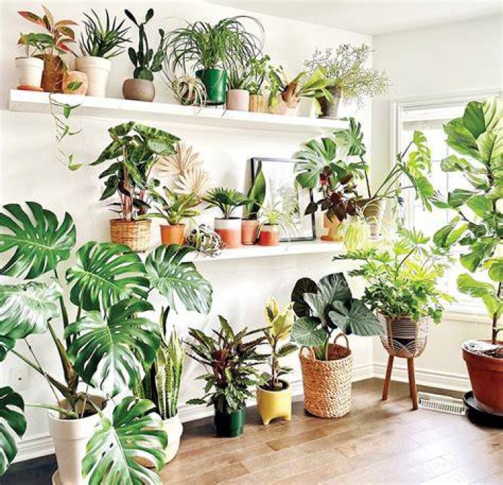 How do I look after my House-Plant?