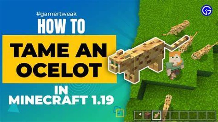 How do I name my ocelot in Minecraft PE?