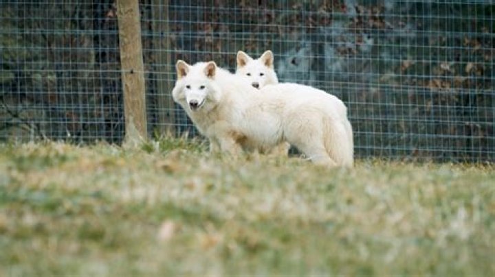 How do I spawn wolves?