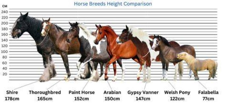 How do you breed better horses?