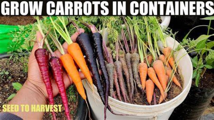 How do you harvest carrots in creative mode?