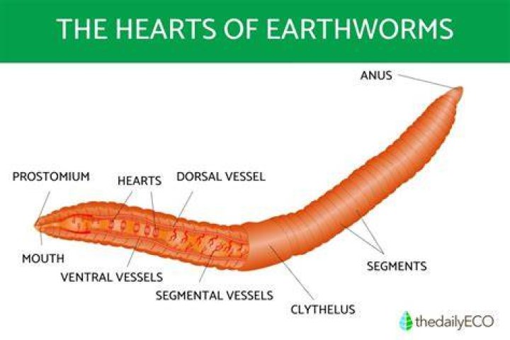 How does the magnet work in Worms Reloaded?