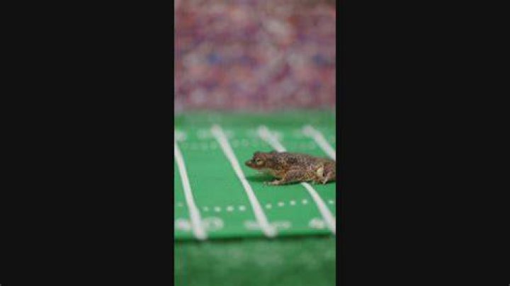 How does Toad predict the winner?