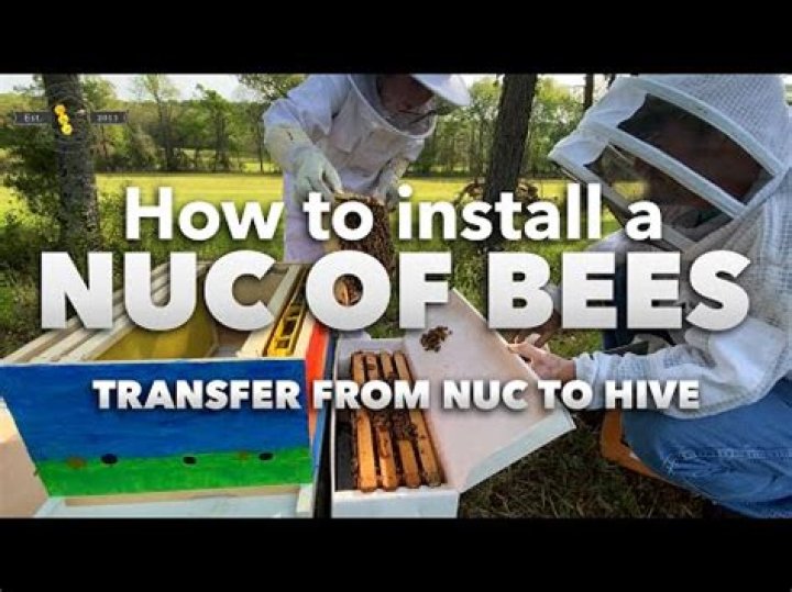 How to move bees to a new hive?