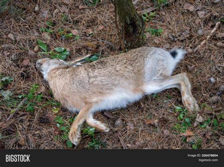 How to send photos of dead animals to Cletus