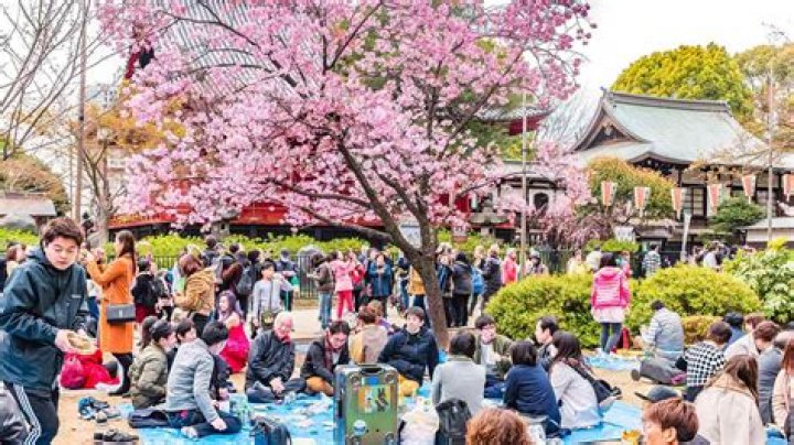 In Rune Factory ToD, is there any point to the Cherry Blossom Festival?