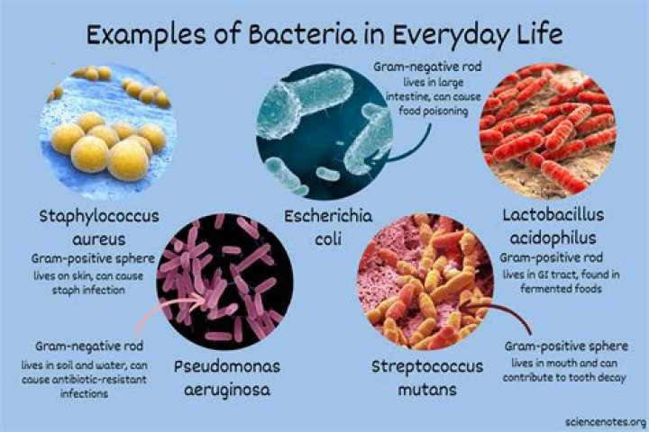 Is it possible to beat Brutal or Mega-Brutal with a Bacteria starting from China, on a fresh game?