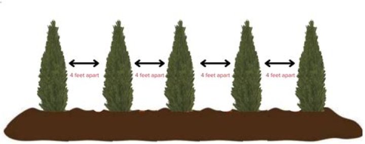 Is there a minimum spacing planted trees need to grow?