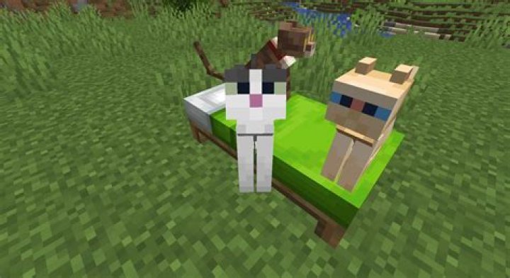Is there any easier ways to find cats in minecraft?