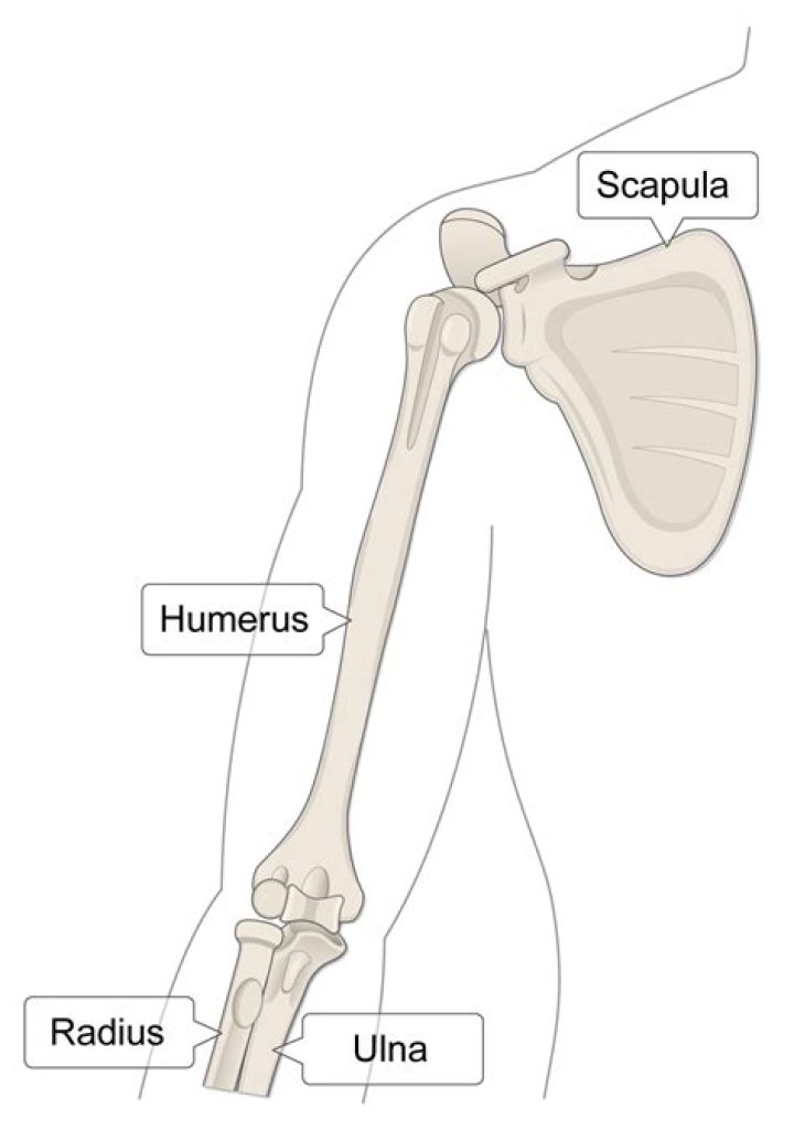 Lower Portion