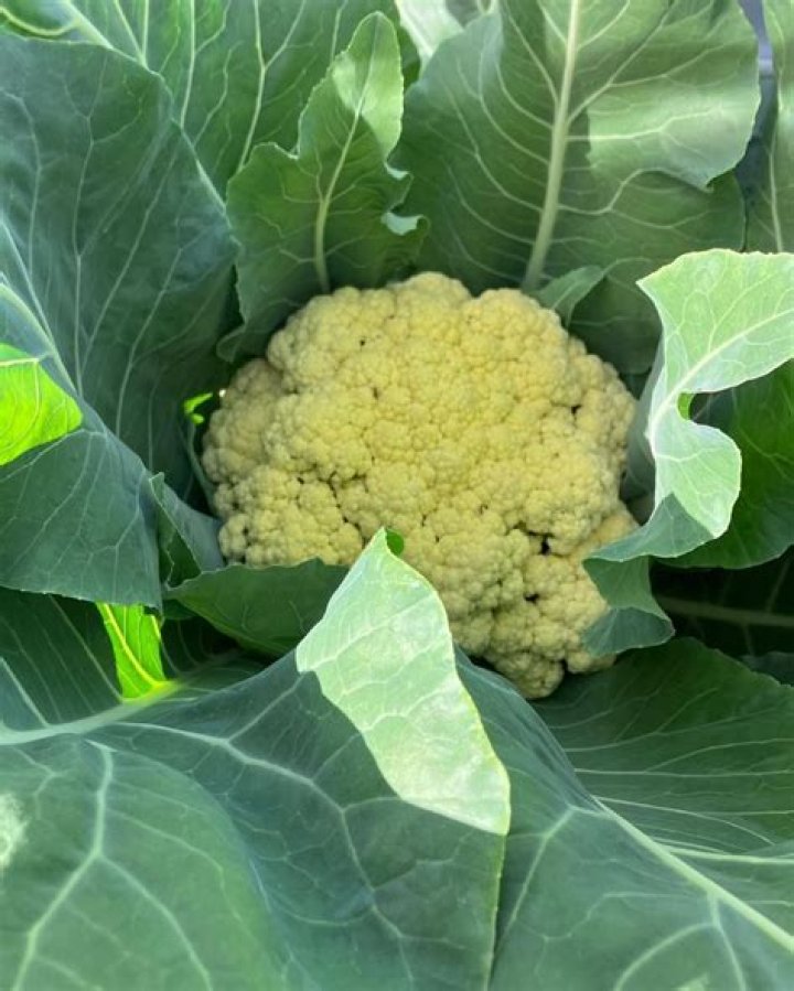 Massive Cauliflower