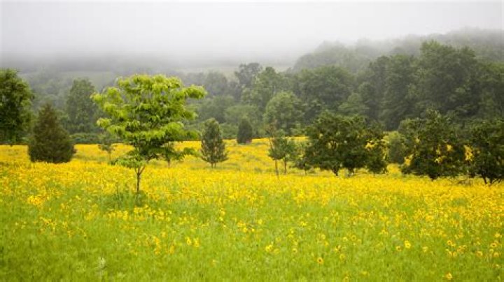 Meadows