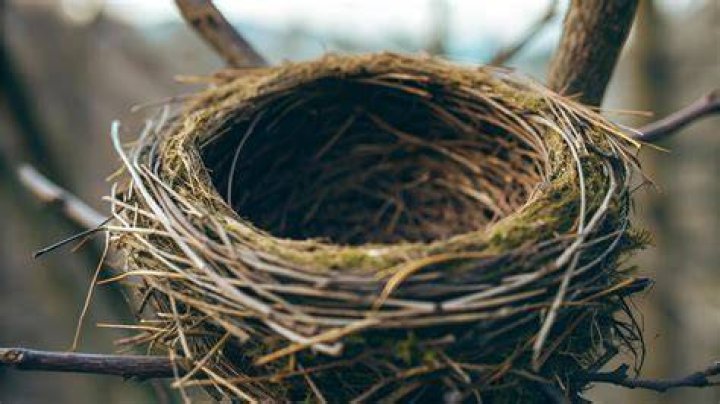 nest location