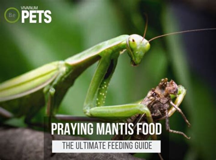 Once I tame a mantis what do i need to feed it?