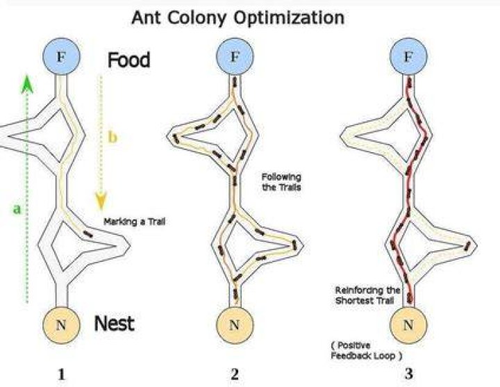 Optimizing colonies
