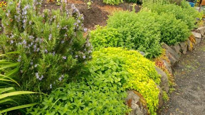 Plants
