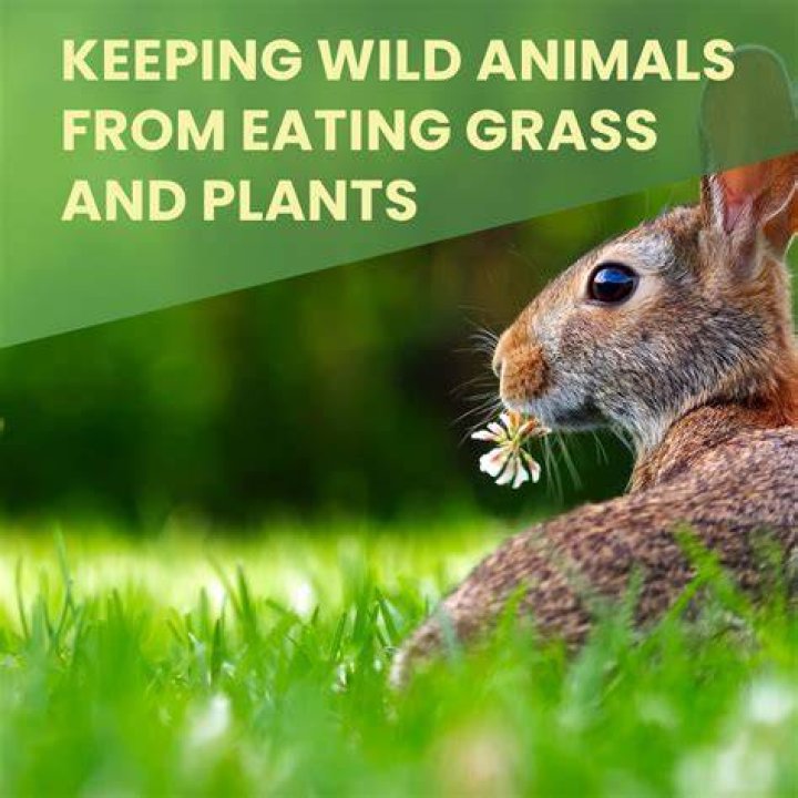 Prevent animals from eating haygrass when natural grass, tallgrass, and dandelions are available?