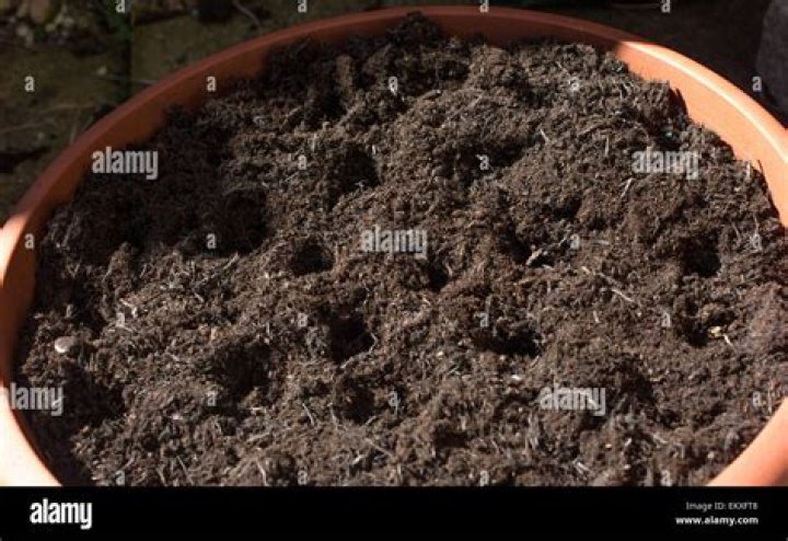 saplings in holes